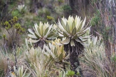 frailejones Trek au parc los nevados randonnée colombie