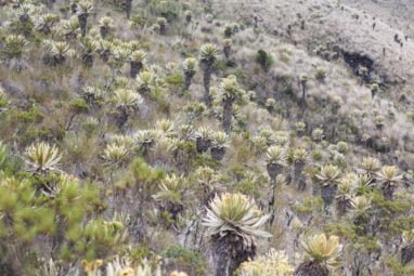 frailejones Trek au parc los nevados randonnée colombie