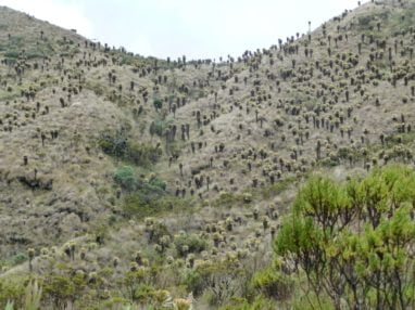 frailejones Trek au parc los nevados randonnée colombie