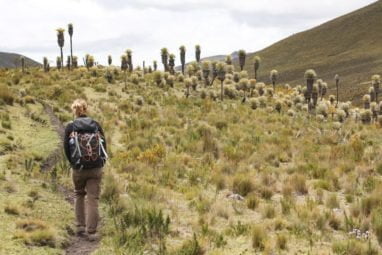 frailejones Trek au parc los nevados randonnée colombie
