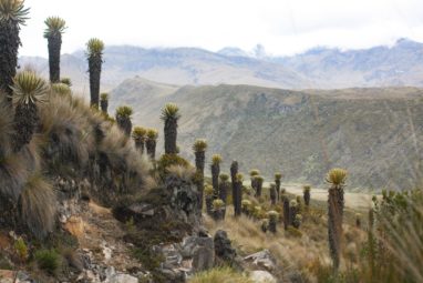 frailejones Trek au parc los nevados randonnée colombie