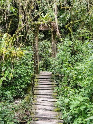 trek dans la vallée de cocora incontournable de colombie