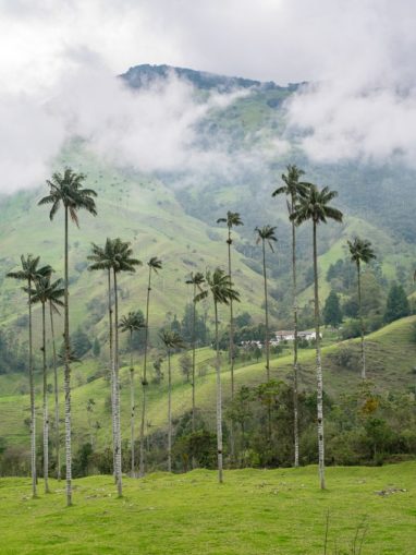 trek dans la vallée de cocora incontournable de colombie