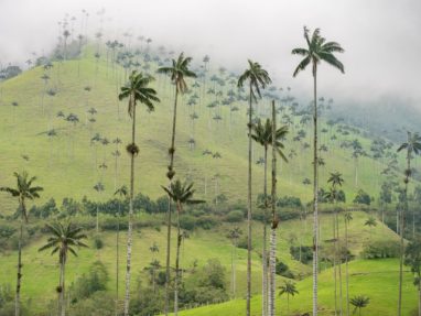 trek dans la vallée de cocora incontournable de colombie