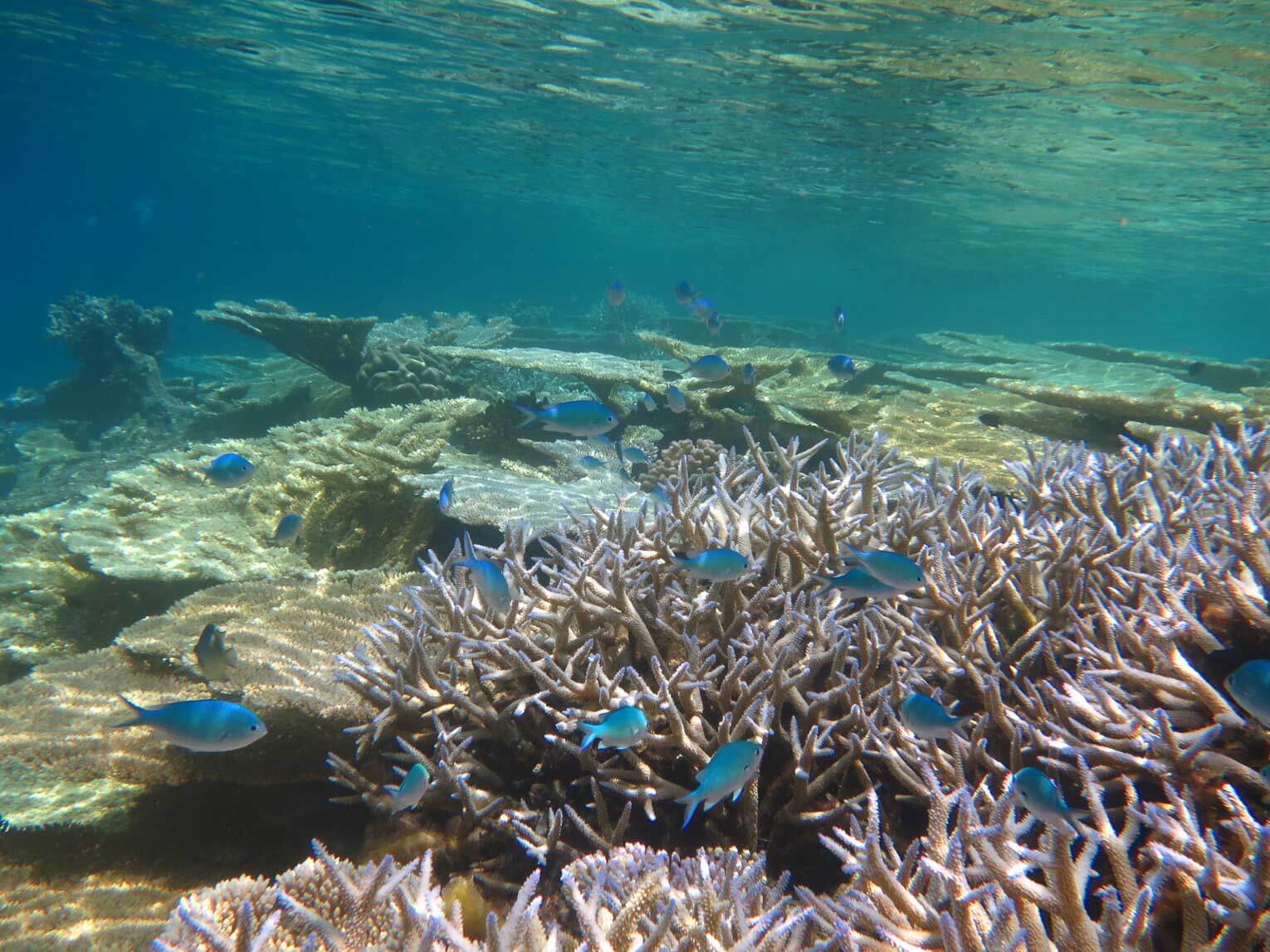 Plongée sous-marine à Santa Marta en Colombie
