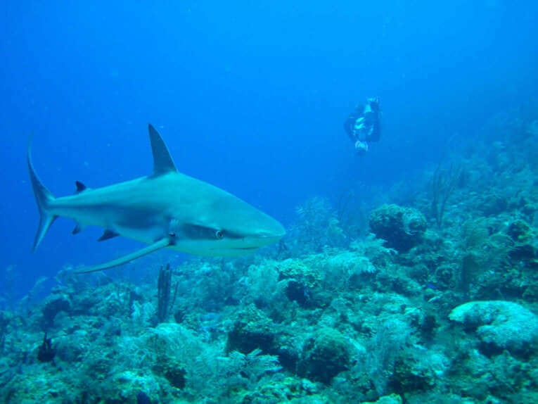 Les meilleurs spots de plongée sous marine en Colombie