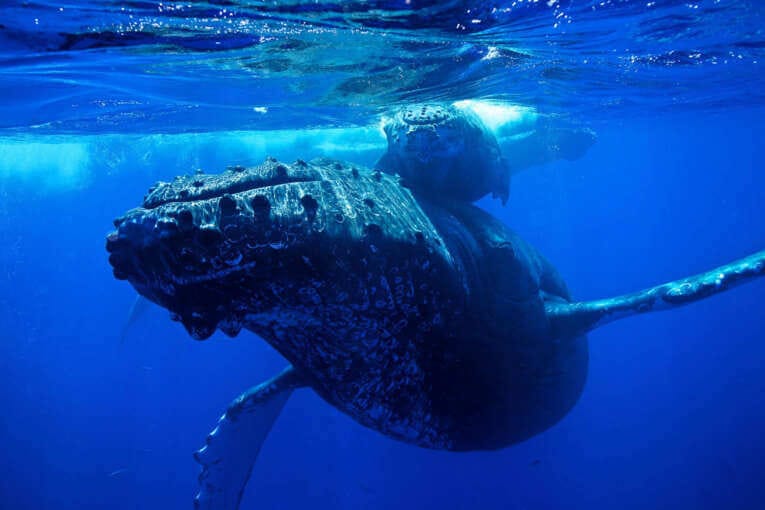 Les meilleurs spots de plongée sous marine en Colombie