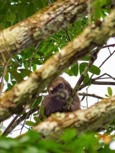 Un singe est assis dans un arbre.