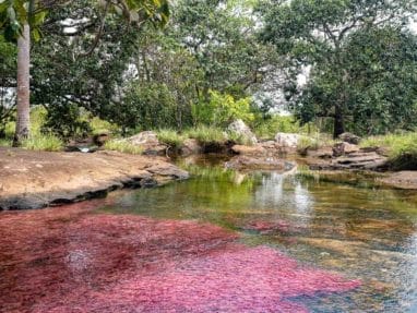 Tranquilandia, le petit caño cristales dans le Guaviare en Colombie