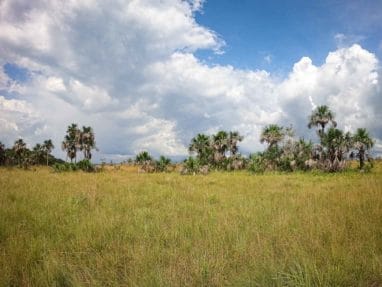 Paysage de Savane dans le Guaviare en Colombie