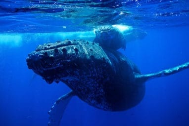 Plongée sous-marine sur la Côte Pacifique en Colombie