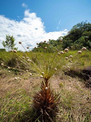 Fleur du Guaviare en Colombie