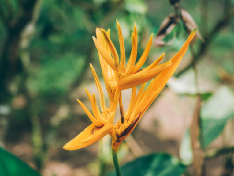 Fleurs exotiques arusi choco colombie