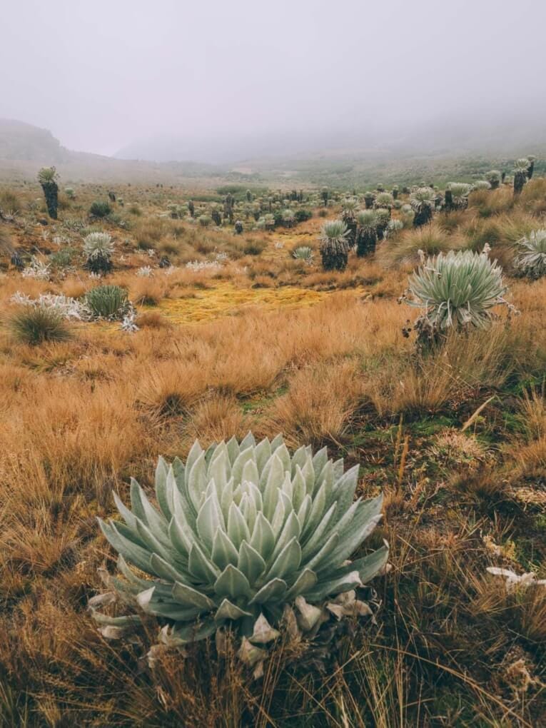 Trek au Paramo de Oceta