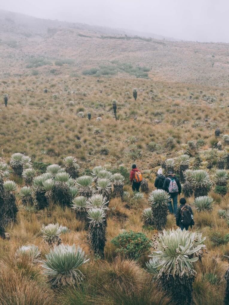 Trek au Paramo de Oceta