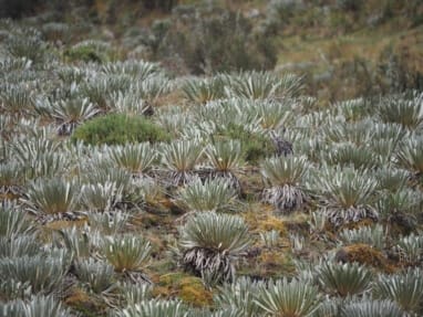 Trek au Paramo de Oceta