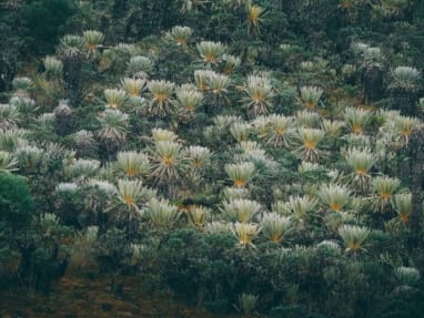 Trek au Paramo de Oceta