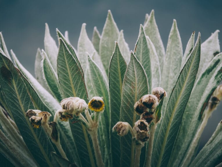 Trek au Paramo de Oceta