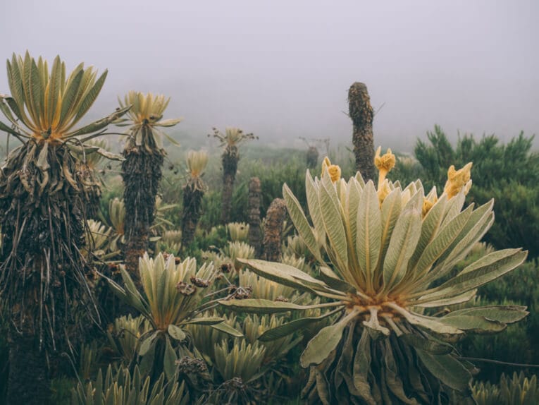 Trek au Paramo de Oceta