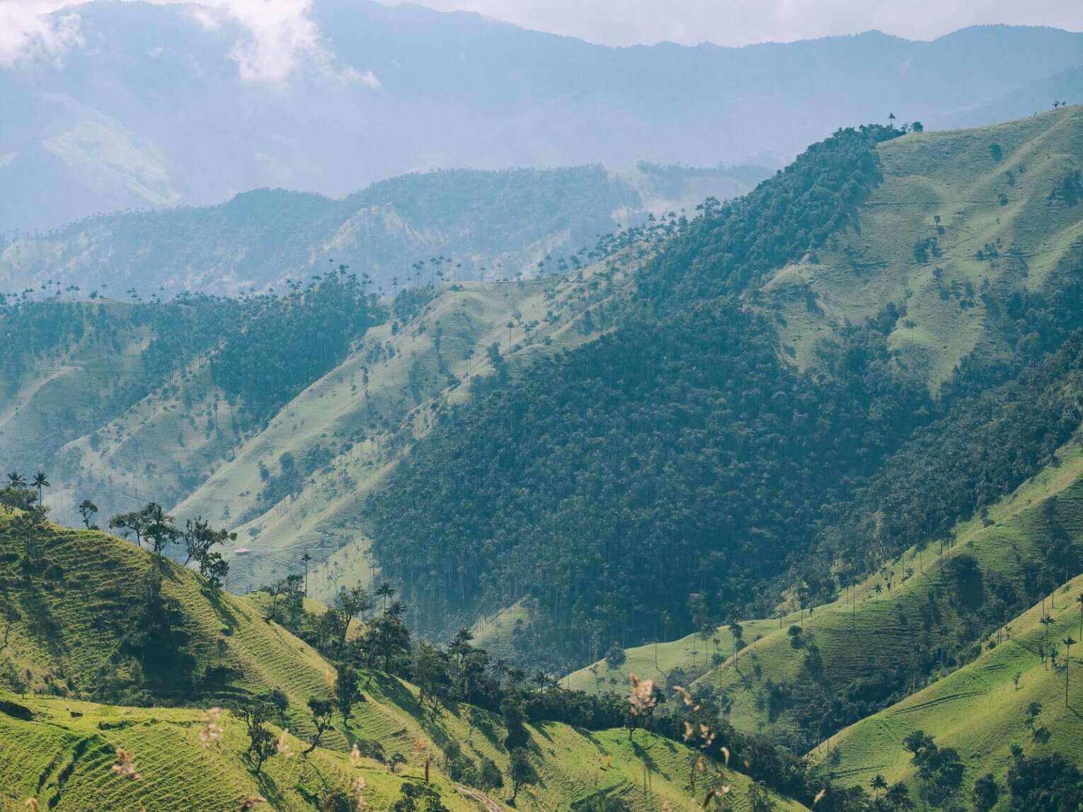 Vallée de la Carbonera (Tochecito), la plus grande forêt de palmiers de cire de Colombie
