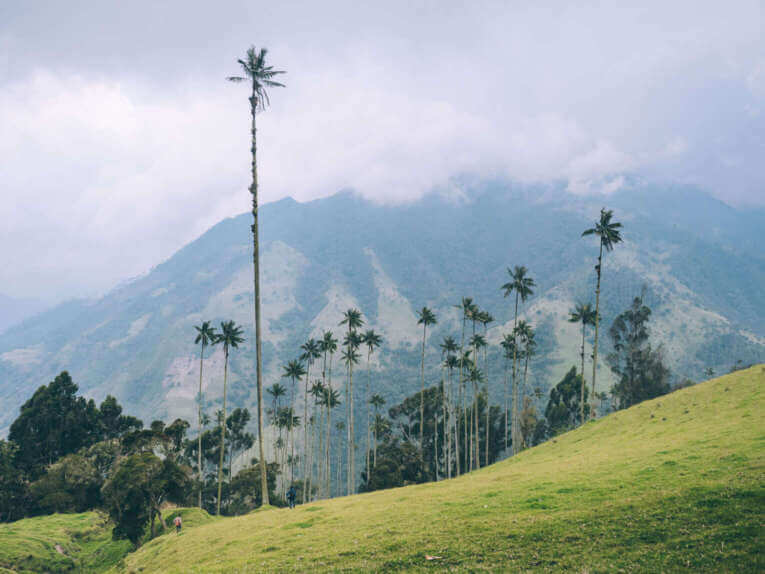 Vallée de la Carbonera (Tochecito), la plus grande forêt de palmiers de cire de Colombie