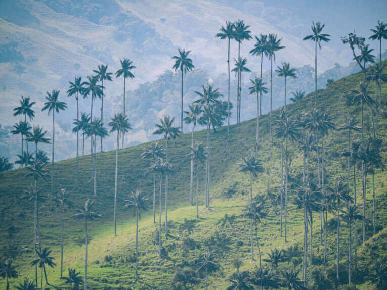 Vallée de la Carbonera (Tochecito), la plus grande forêt de palmiers de cire de Colombie