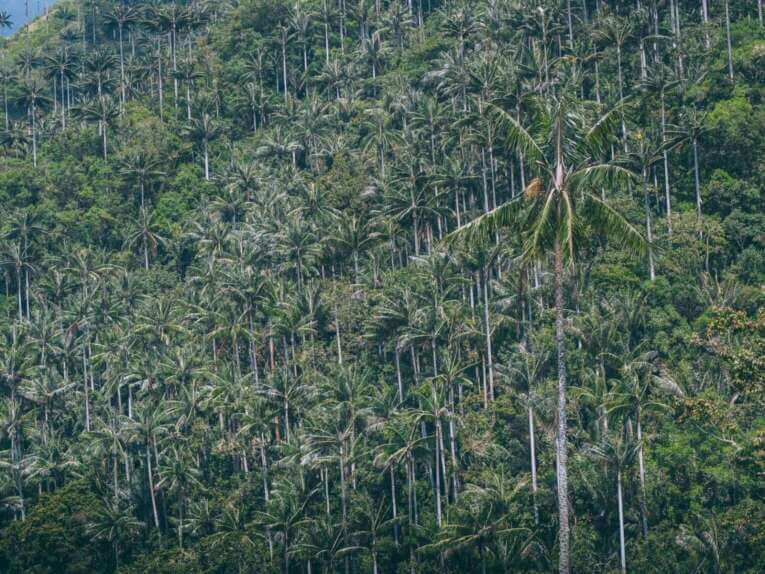 Vallée de la Carbonera (Tochecito), la plus grande forêt de palmiers de cire de Colombie