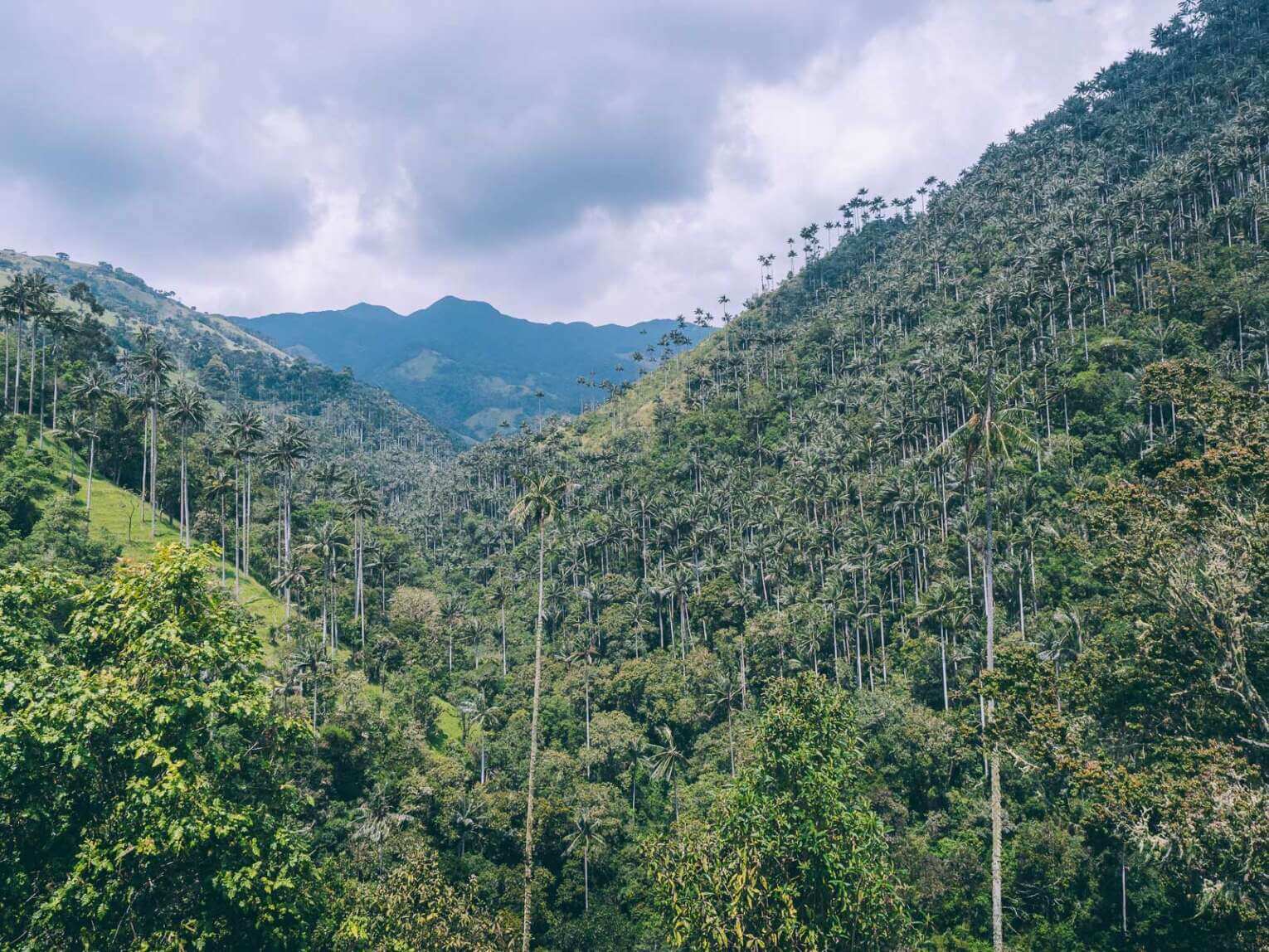 Vallée de la Carbonera (Tochecito), la plus grande forêt de palmiers de cire de Colombie