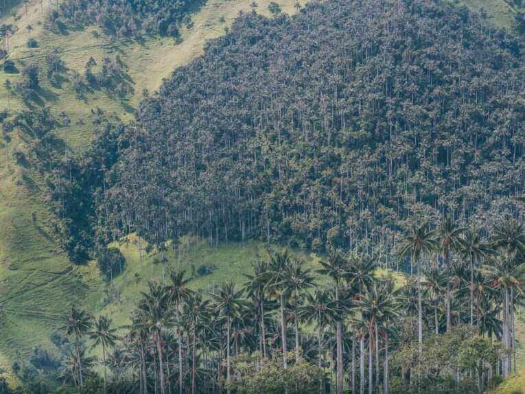 Vallée de la Carbonera (Tochecito), la plus grande forêt de palmiers de cire de Colombie