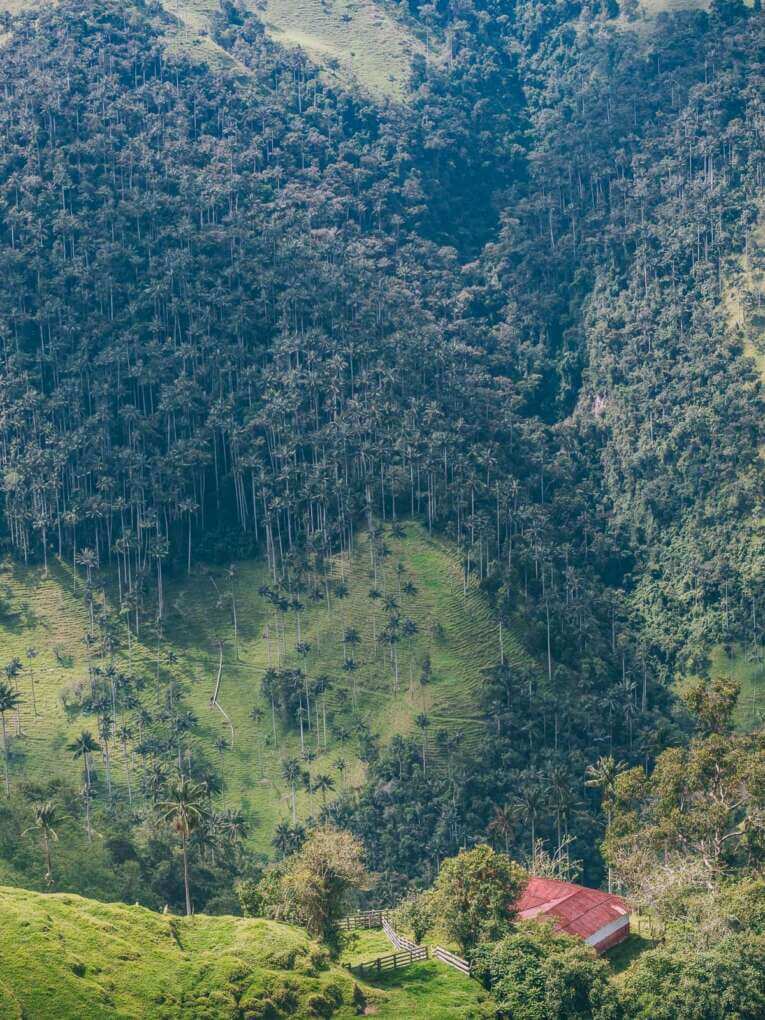 Vallée de la Carbonera (Tochecito), la plus grande forêt de palmiers de cire de Colombie