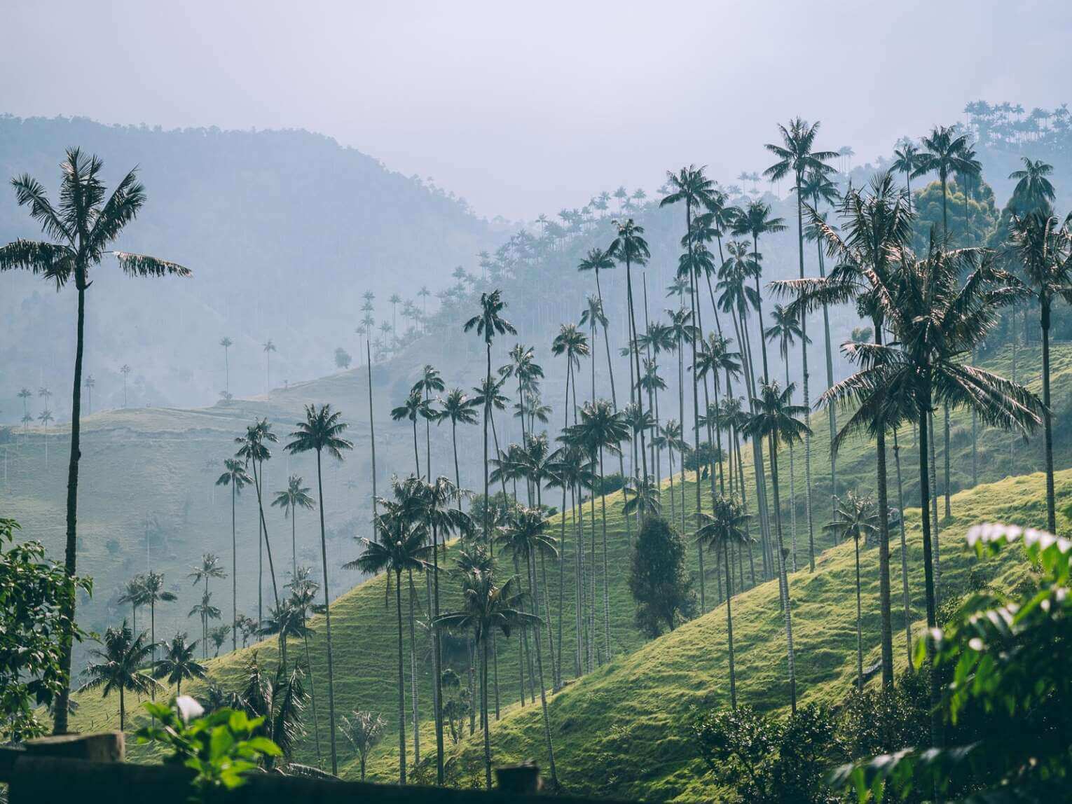 Vallée de la Carbonera (Tochecito), la plus grande forêt de palmiers de cire de Colombie