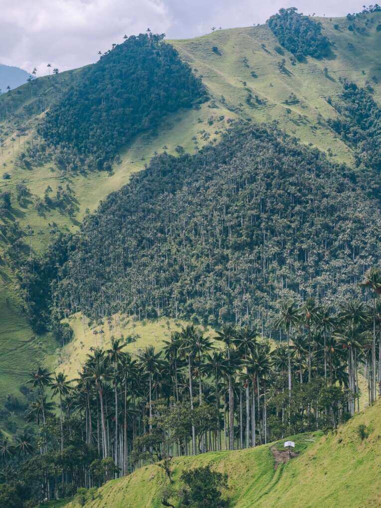 Vallée de la Carbonera (Tochecito), la plus grande forêt de palmiers de cire de Colombie