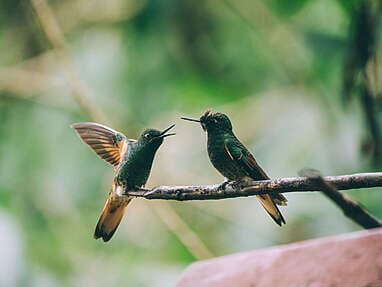 Birdwatching en Colombie, où observer les oiseaux