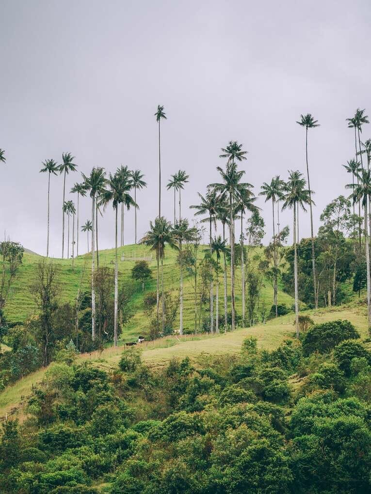 Vallée de la Samaria, l'autre forêt de Palmier de cire proche de Salamina
