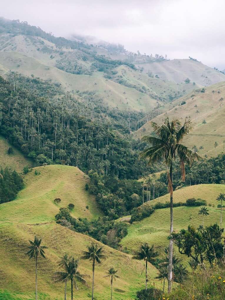 Vallée de la Samaria, l'autre forêt de Palmier de cire proche de Salamina