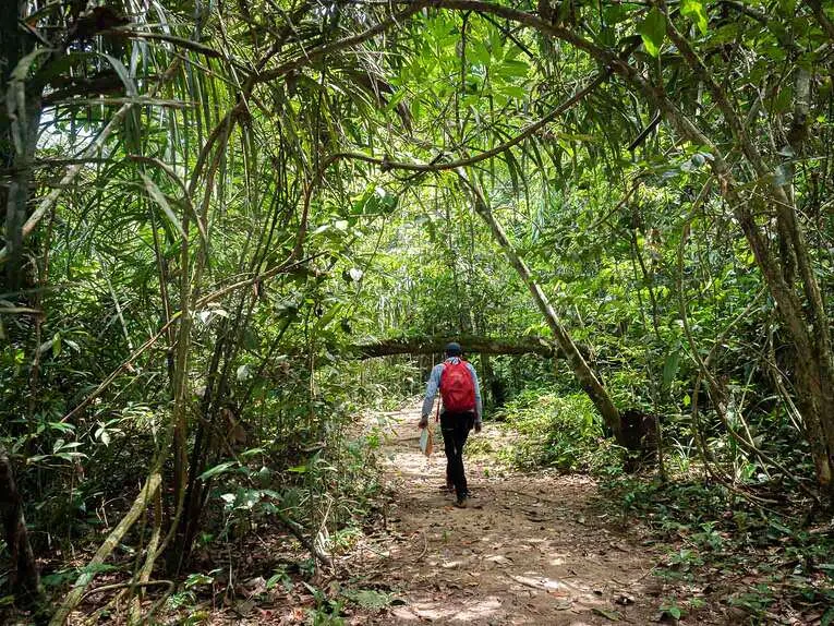 Cerro Azul, la chapelle sixtine de l’Amazonie dans le Guaviare