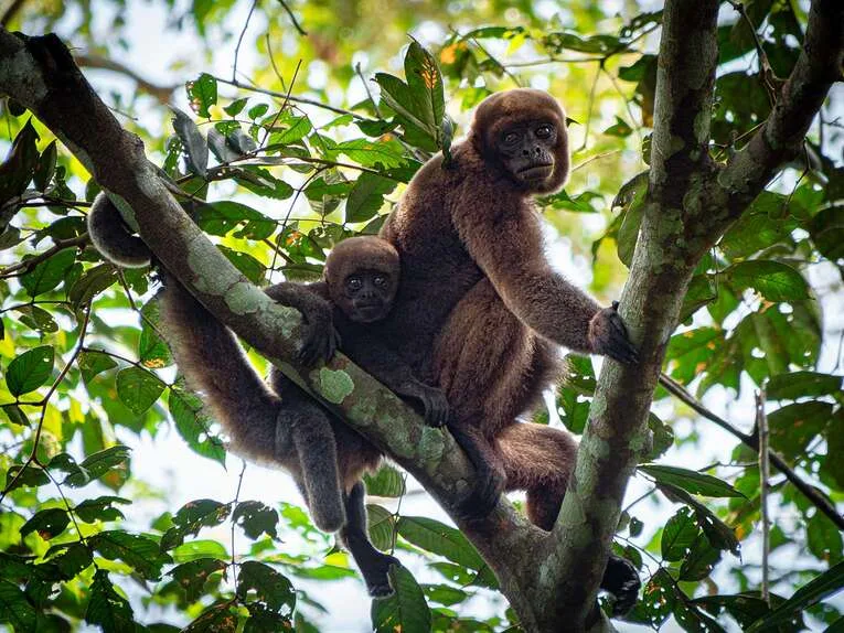Cerro Azul, la chapelle sixtine de l’Amazonie dans le Guaviare