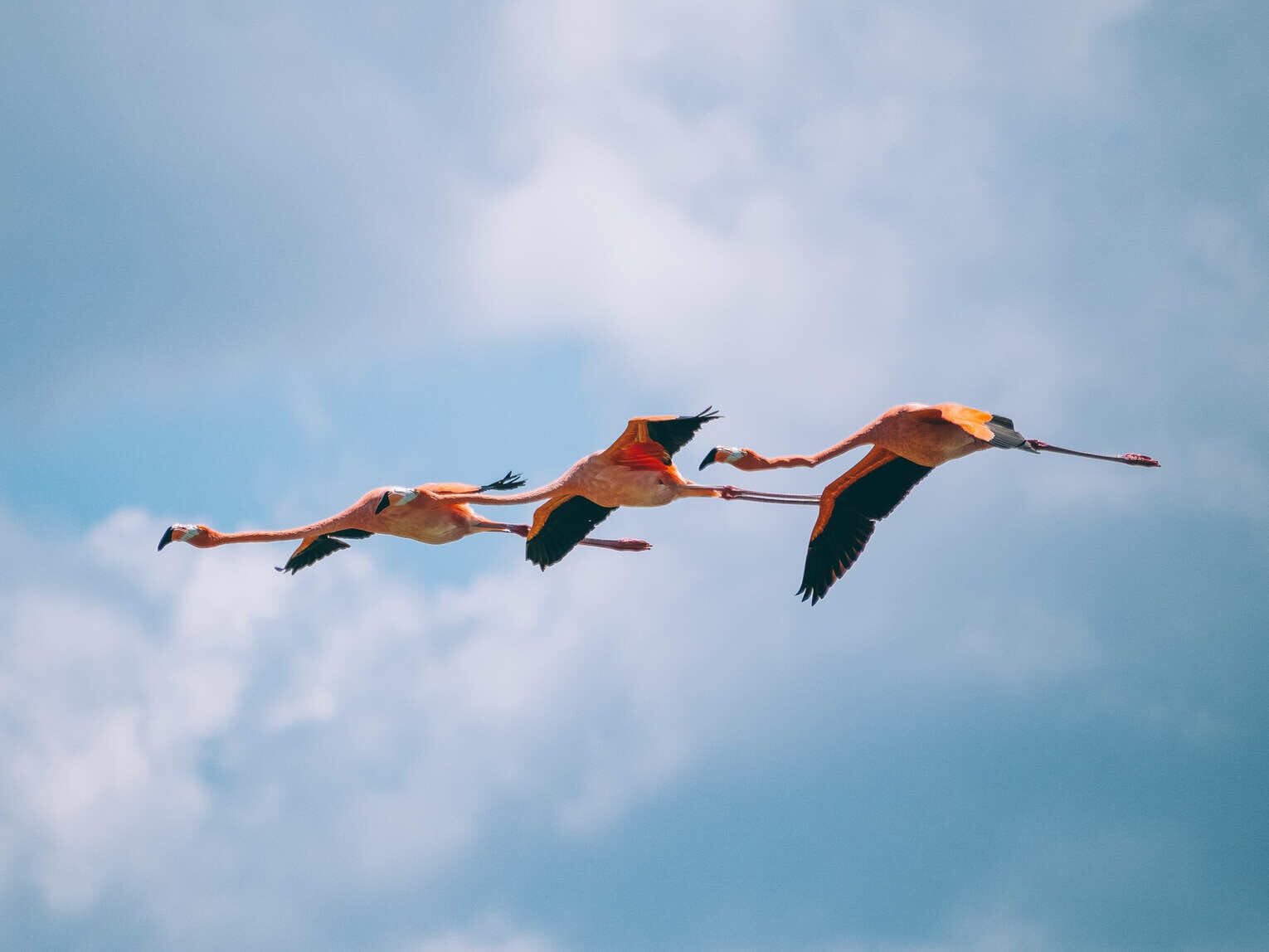 Où voir les flamants roses en Colombie