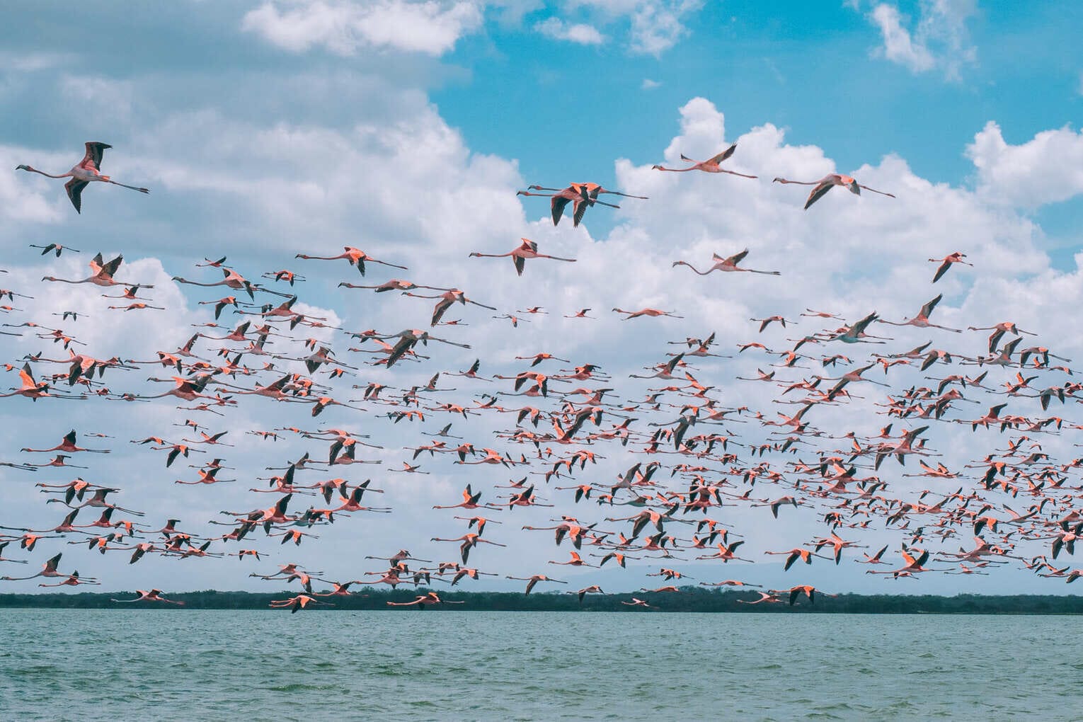 Voir les flamants roses au Sanctuaire de faune et de flore de Los Flamencos