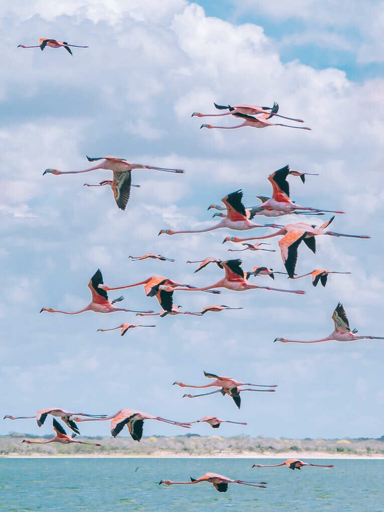 Voir les flamants roses au Sanctuaire de faune et de flore de Los Flamencos