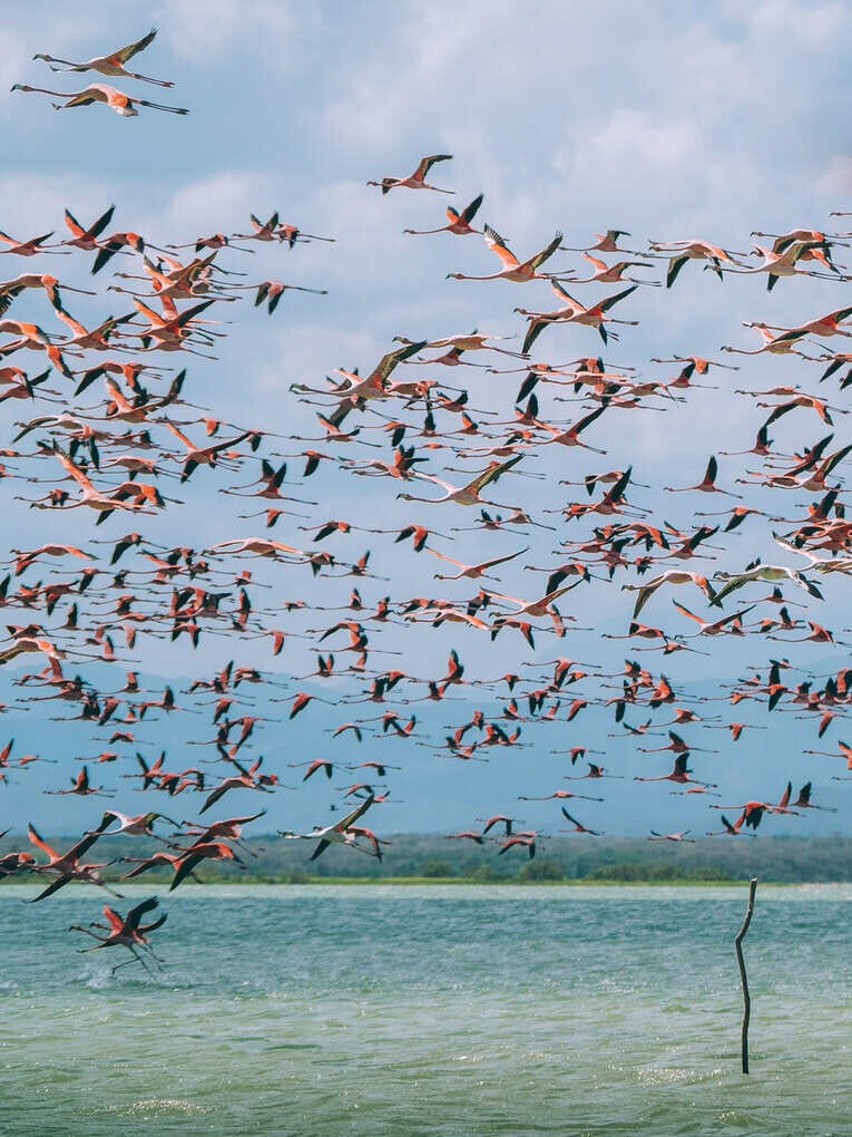 Voir les flamants roses au Sanctuaire de faune et de flore de Los Flamencos
