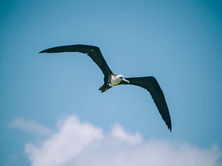 Voir les flamants au Sanctuaire de faune et de flore de Los Flamencos à la Guajira