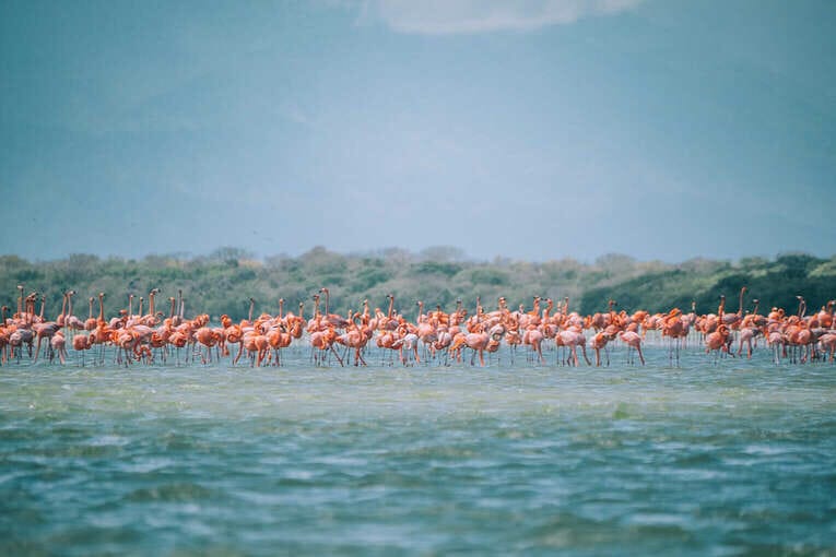 Voir les flamants roses au Sanctuaire de faune et de flore de Los Flamencos