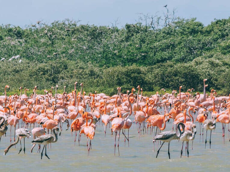 Voir les flamants roses au Sanctuaire de faune et de flore de Los Flamencos