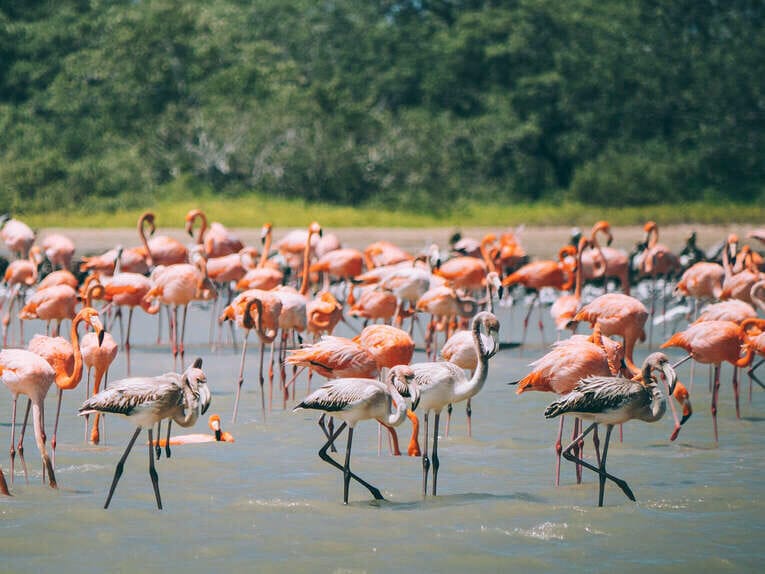 Voir les flamants roses au Sanctuaire de faune et de flore de Los Flamencos