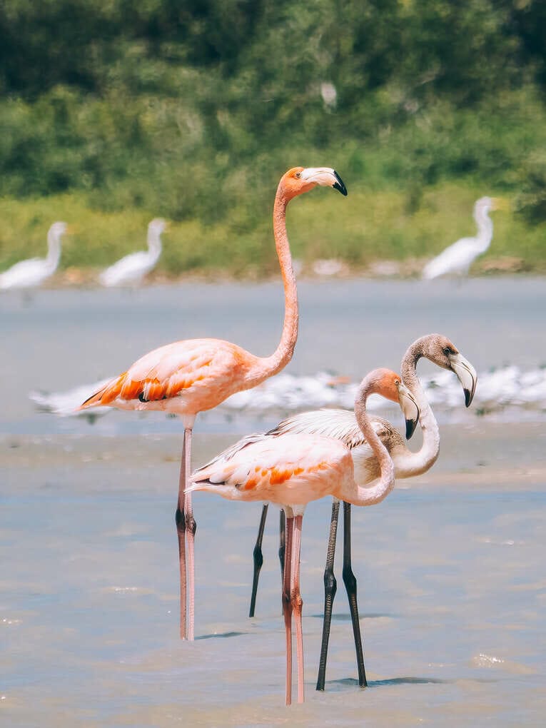 Voir les flamants roses au Sanctuaire de faune et de flore de Los Flamencos