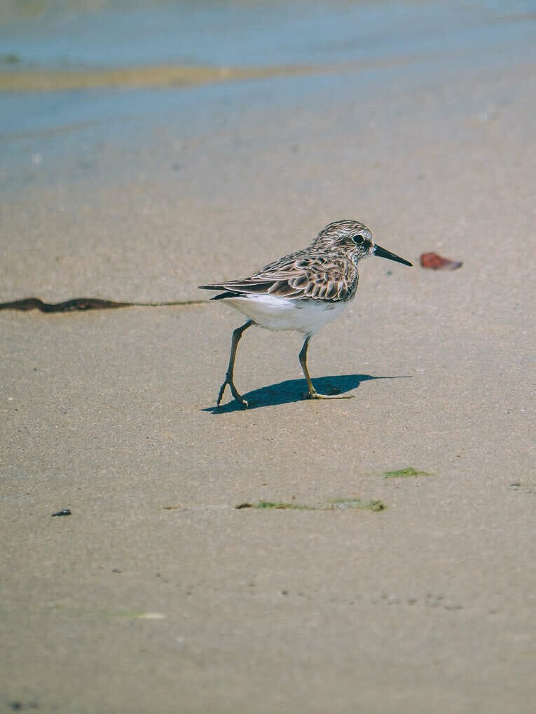 Voir les flamants au Sanctuaire de faune et de flore de Los Flamencos à la Guajira