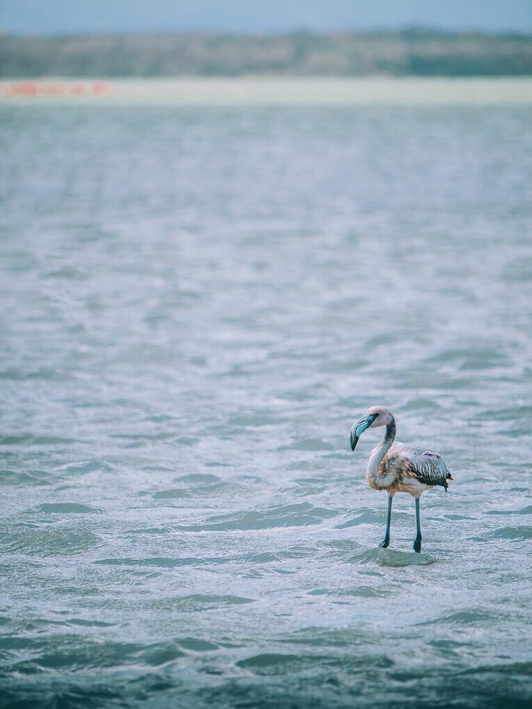 Voir les flamants roses au Sanctuaire de faune et de flore de Los Flamencos