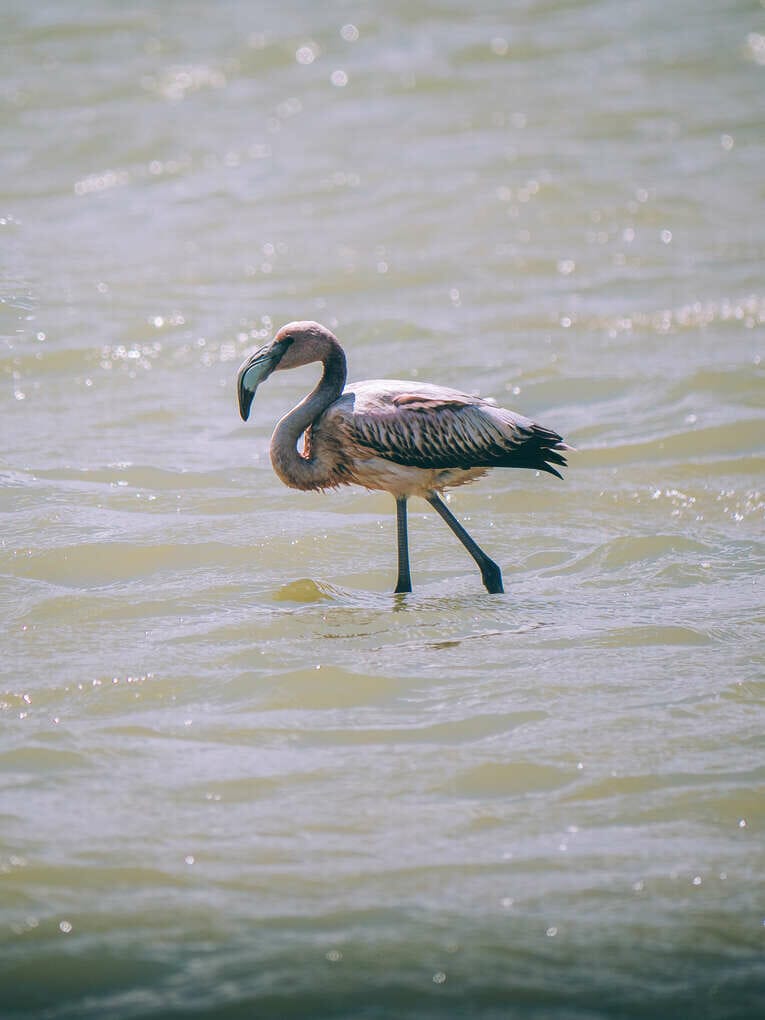 Voir les flamants roses au Sanctuaire de faune et de flore de Los Flamencos
