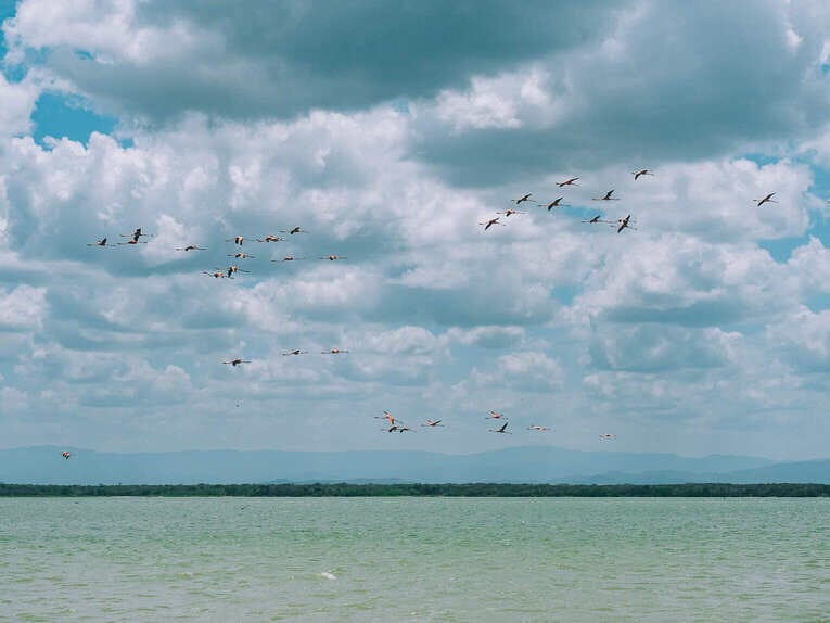 Voir les flamants roses au Sanctuaire de faune et de flore de Los Flamencos